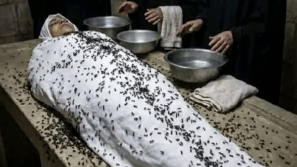 لمحة نيوز